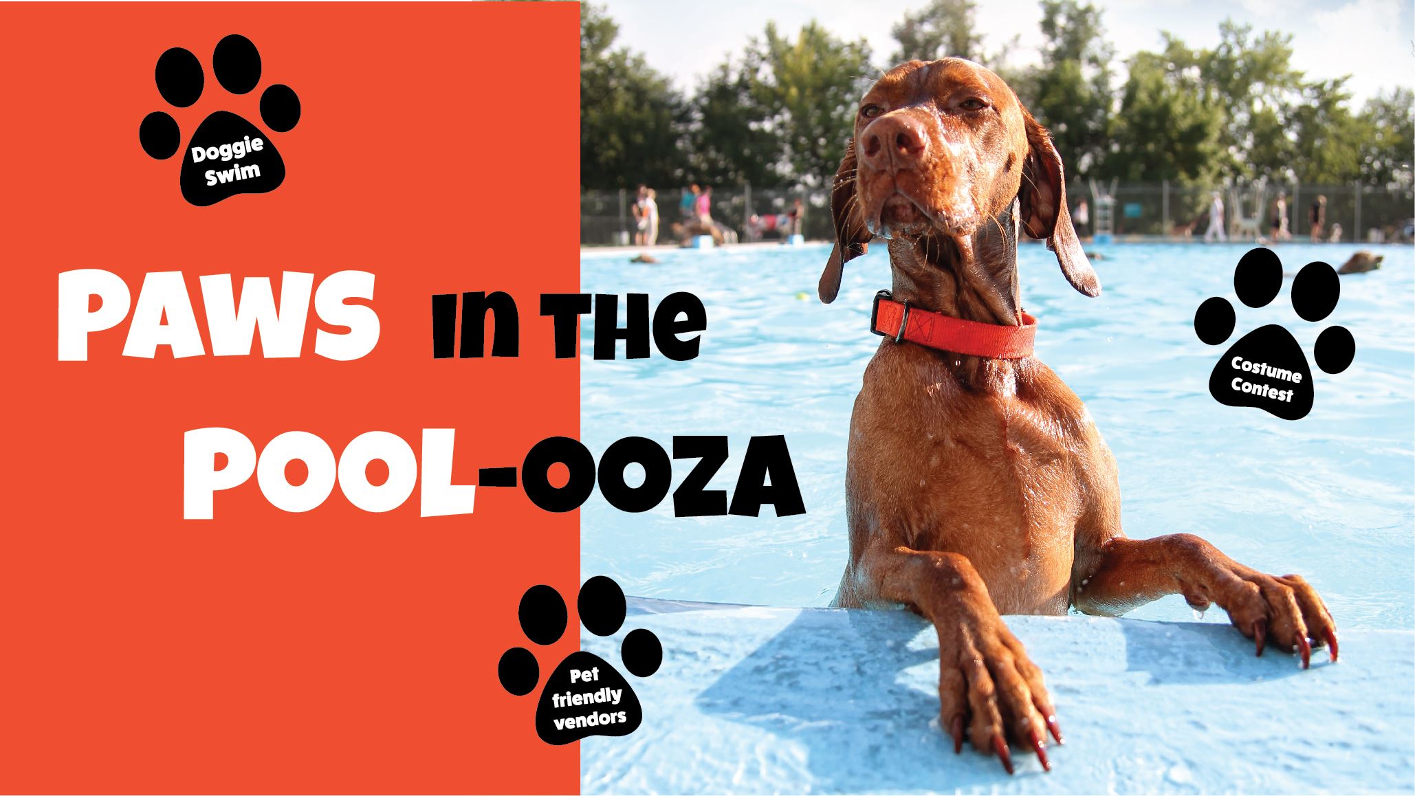 2018PawsinthePoolozaCOVER