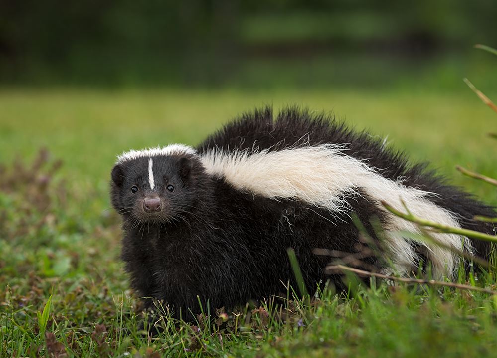 Skunk_1