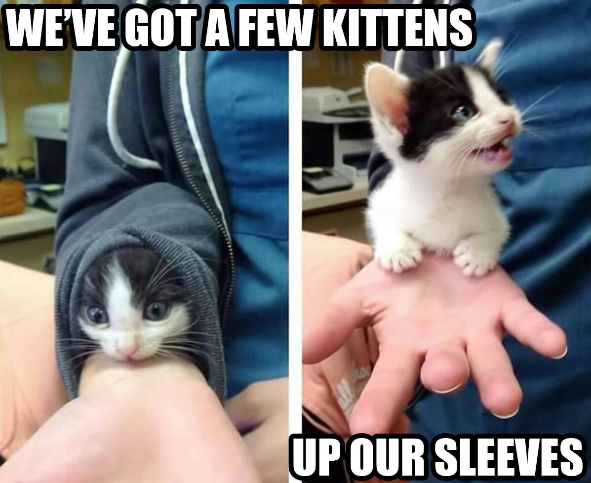 kitten-sleeve-adopt-request