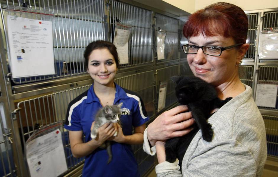 Feral cat program organizer